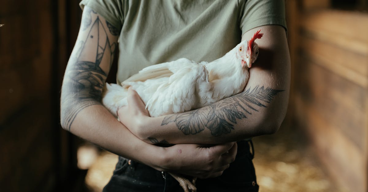 découvrez notre collection d'animaux tatoués, mêlant art et nature. des designs uniques pour tous les amoureux des animaux, chacun racontant une histoire. trouvez l'inspiration pour votre prochain tatouage et exprimez votre passion pour la faune à travers des créations artistiques exceptionnelles.