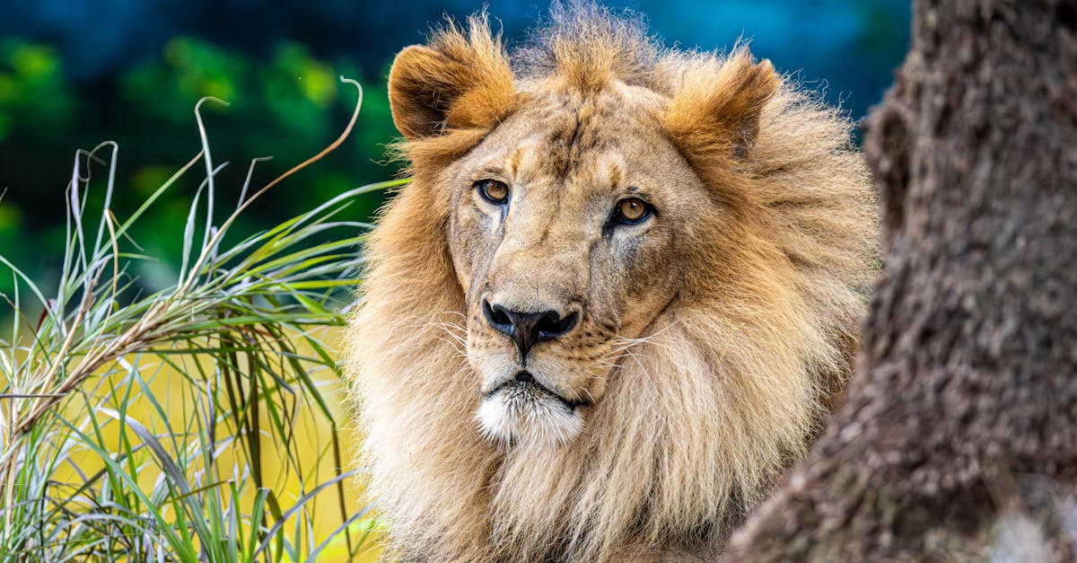 découvrez la signification et les inspirations pour un tatouage lion : symboles de force, de courage et de royauté. idées et exemples de tatouages de lion pour hommes et femmes.