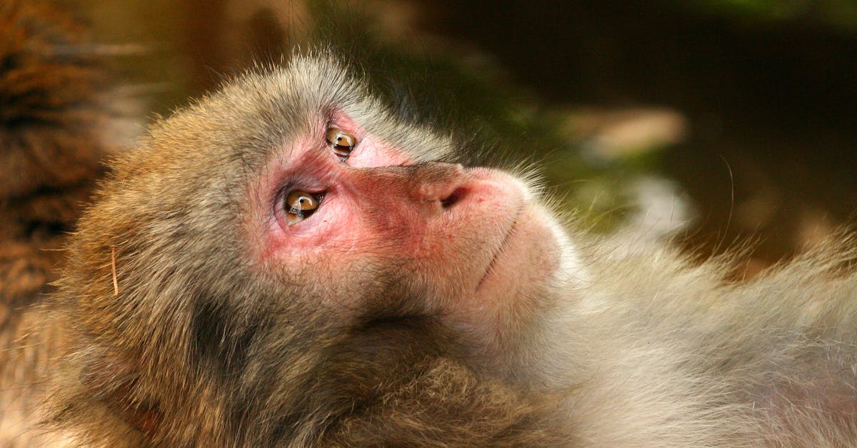 découvrez des tatouages d’animaux réalistes qui capturent chaque détail et émotion, pour un art corporel authentique et impressionnant. inspirez-vous et trouvez le design parfait pour exprimer votre amour des animaux.