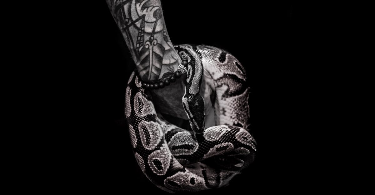 découvrez tout sur les tattoos : idées de motifs, conseils avant de se faire tatouer, significations, entretien et tendances du tatouage pour exprimer votre style.