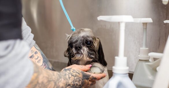 découvrez la signification et les tendances des tatouages d’animaux. inspirez-vous avec des idées créatives pour un tattoo unique et porteur de symbole !
