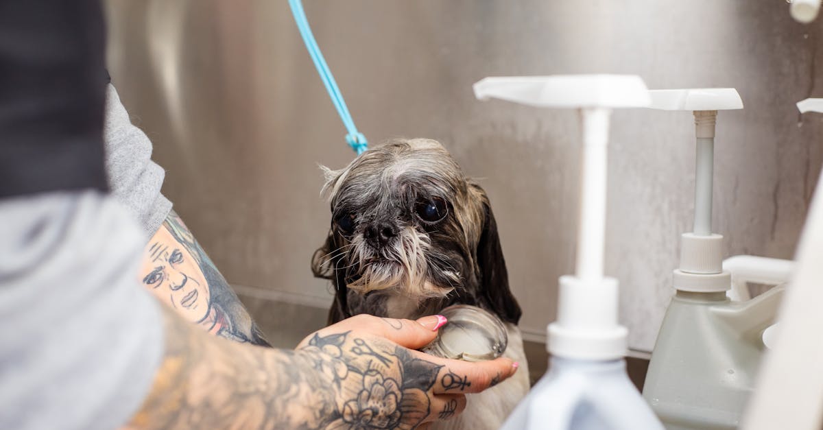 découvrez la signification et les tendances des tatouages d’animaux. inspirez-vous avec des idées créatives pour un tattoo unique et porteur de symbole !