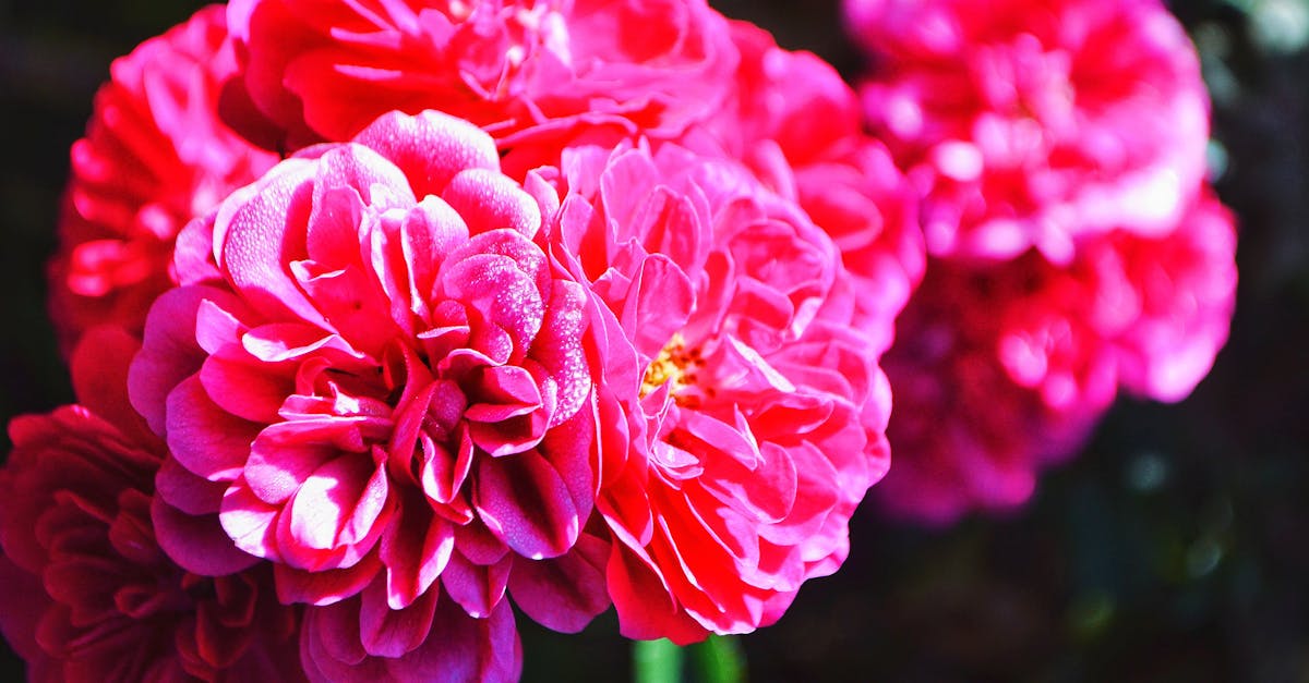 découvrez la beauté et la signification de la pivoine, une fleur emblématique appréciée pour ses couleurs éclatantes et sa symbolique de bonheur et de prospérité. conseils d'entretien, variétés et inspirations pour votre jardin.