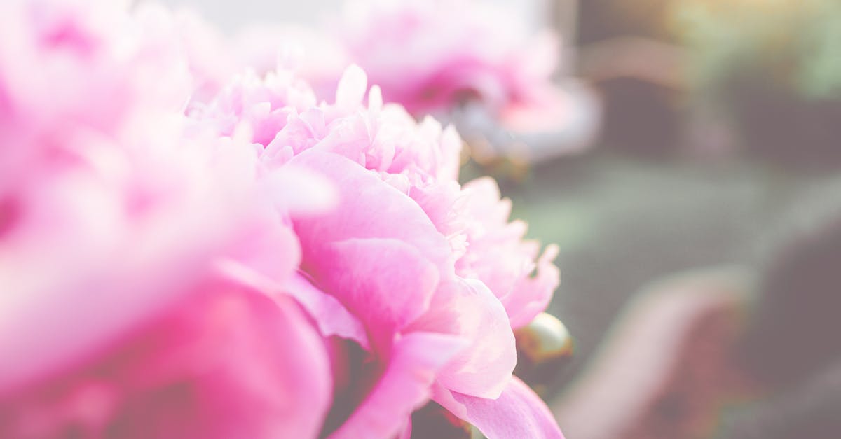 découvrez tout sur la pivoine, une fleur élégante et parfumée, idéale pour sublimer votre jardin ou vos bouquets. conseils d’entretien, variétés et astuces pour profiter pleinement de sa floraison remarquable.