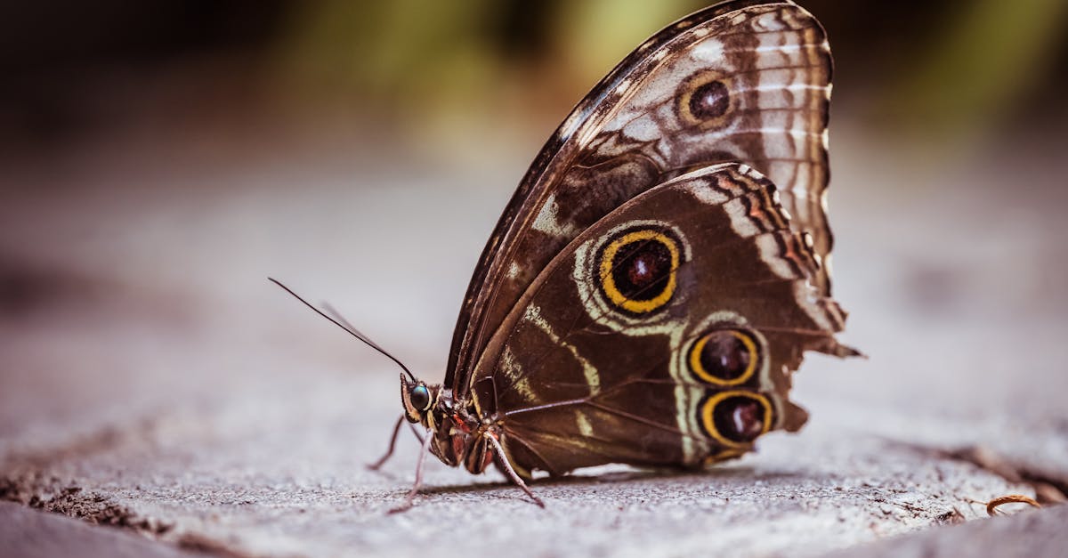découvrez la signification et les styles variés du tatouage papillon, un symbole de transformation, de liberté et de beauté. inspirez-vous pour votre prochain tatouage unique et élégant.