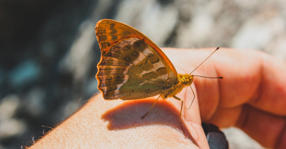 découvrez la signification et les designs populaires du tatouage papillon, symbole de transformation, liberté et beauté intemporelle.