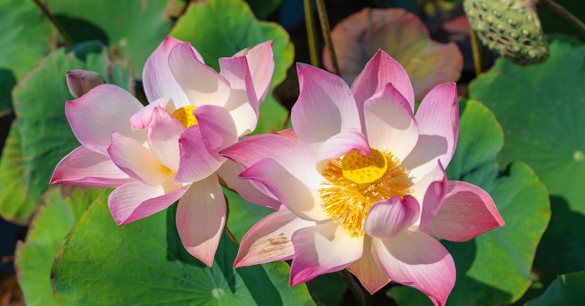 découvrez des designs de tatouage de lotus élégants et significatifs, symbolisant la pureté, la renaissance et la spiritualité. idéal pour un tatouage unique et profond.