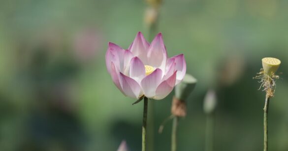 découvrez la signification et les styles du tatouage lotus, un symbole de pureté, de renouveau et de spiritualité, parfait pour une expression artistique unique.