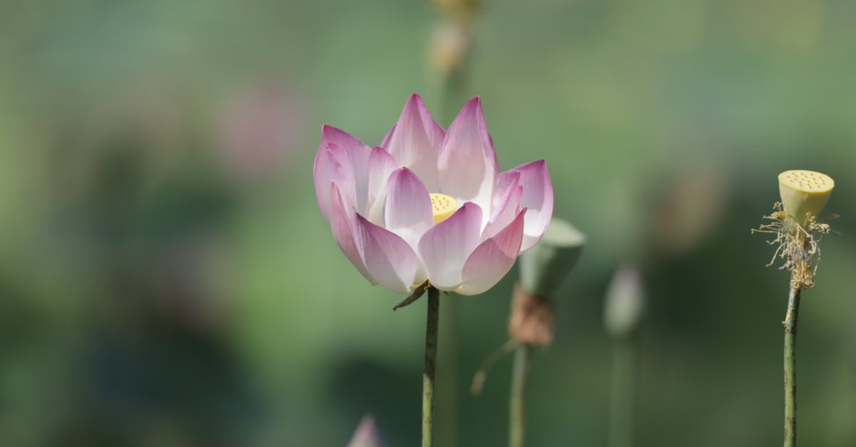 découvrez la signification et les styles du tatouage lotus, un symbole de pureté, de renouveau et de spiritualité, parfait pour une expression artistique unique.