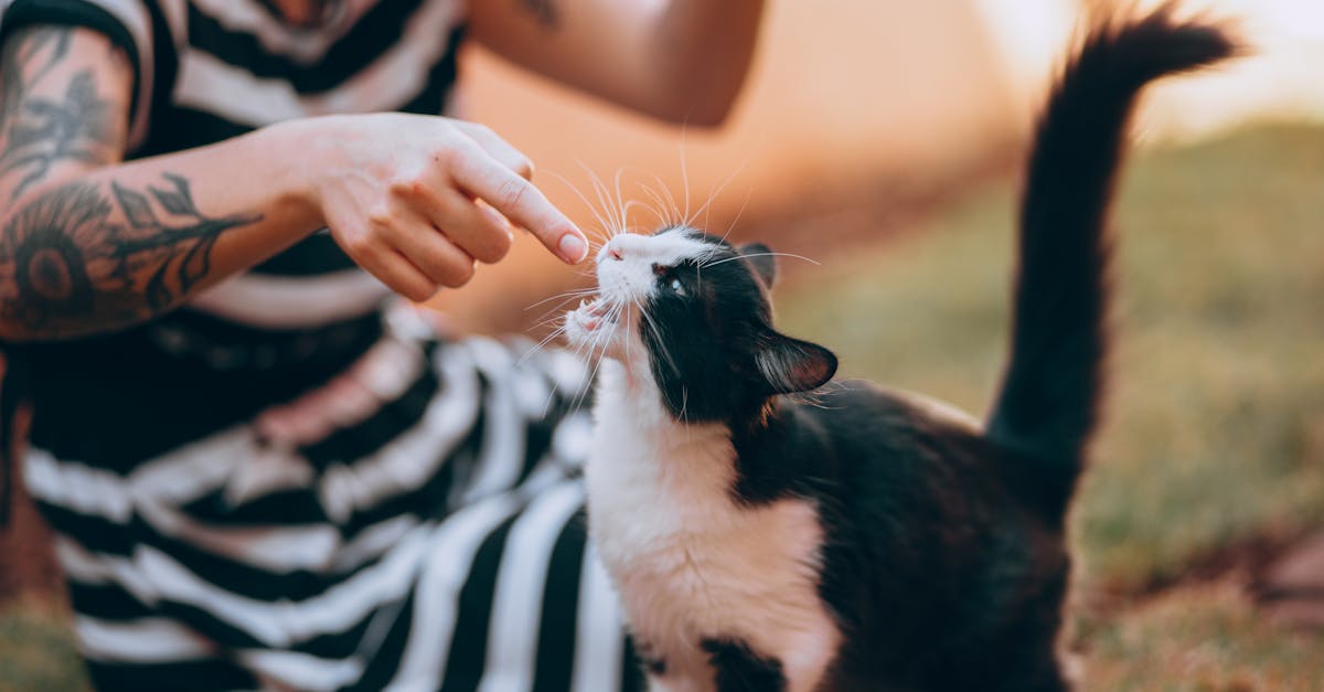 découvrez des idées uniques et créatives de tatouages de chats, parfaits pour les amoureux des félins et de l'art corporel.