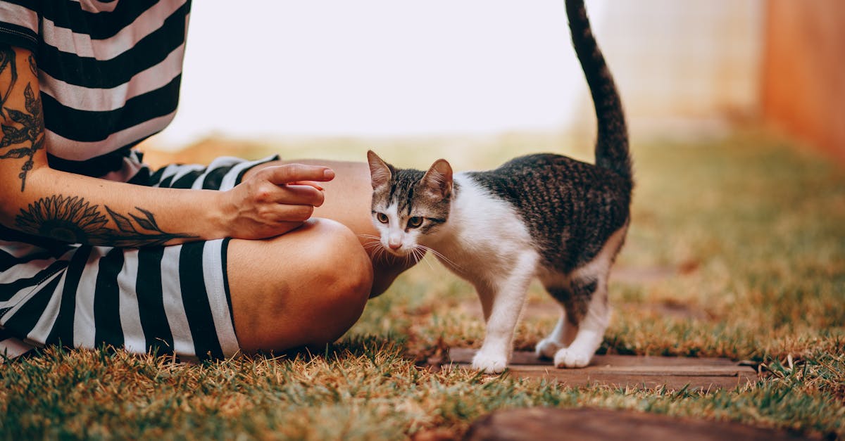 découvrez des idées créatives et originales de tatouages de chat, parfaits pour les amoureux des félins et du tatouage artistique.