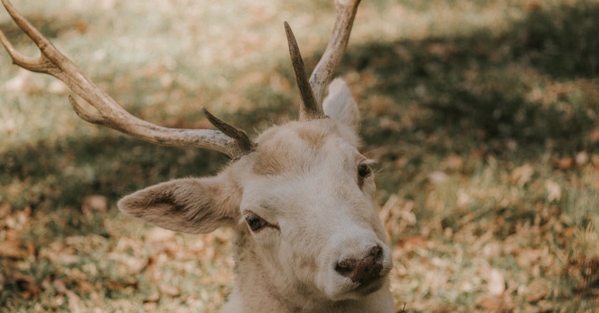 découvrez nos idées de tatouages cerf, symboles de force et de nature, pour un design unique et élégant.