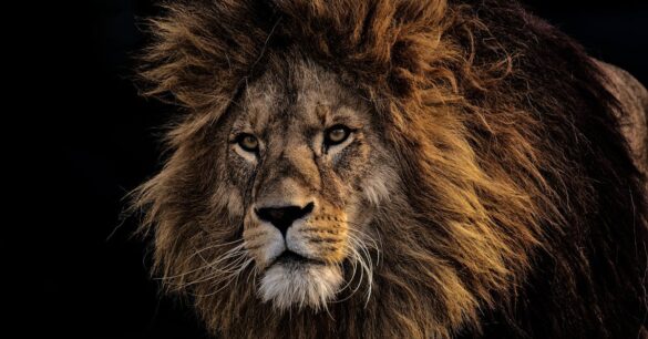 découvrez des idées de tatouages de lion puissants et symboliques, alliant courage, royauté et force. inspirez-vous de designs uniques pour votre prochain tatouage.