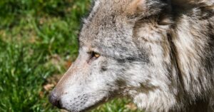 découvrez nos inspirations de tatouages de loup alliant force, mystère et élégance pour un design unique et puissant.