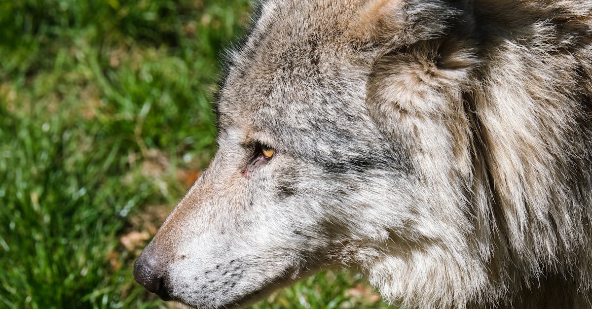 découvrez nos inspirations de tatouages de loup alliant force, mystère et élégance pour un design unique et puissant.